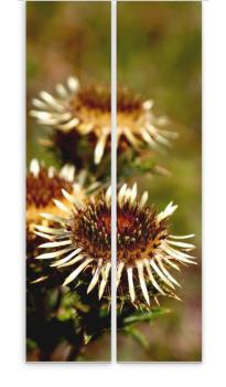 Preview: Silberdistel, Flächenvorhang 2er Set